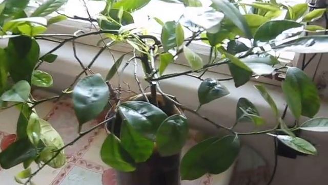 Каламондин и кумкват.Харьковская Джоконда смотреть онлайн