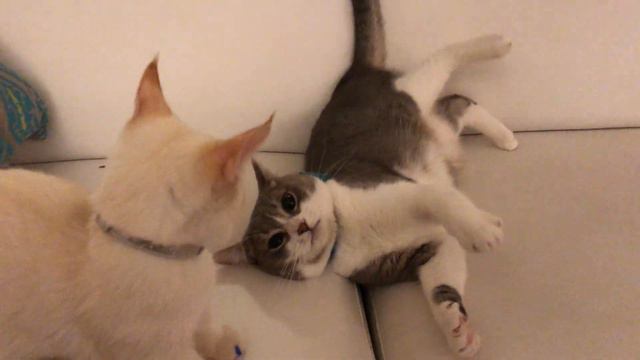 Munchkin Cat VS Scottish Fold смотреть онлайн