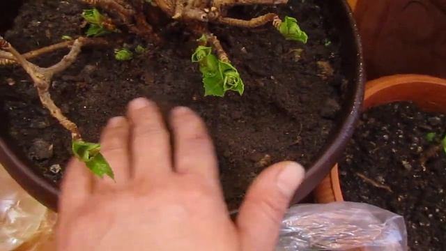 ГОРТЕНЗИЯ В ЯНВАРЕ И КАКАЯ ПОЛЬЗА ОТ ХВОЙНОГО ОПАДА . В ГОСТЯХ У ЕЛЕНЫ .