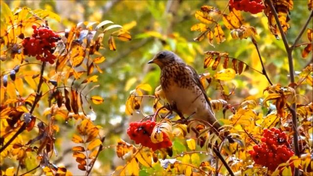 Осень. Птицы. смотреть онлайн