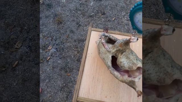 Утка Голубой фаворит/забой возраст 90 дней смотреть онлайн