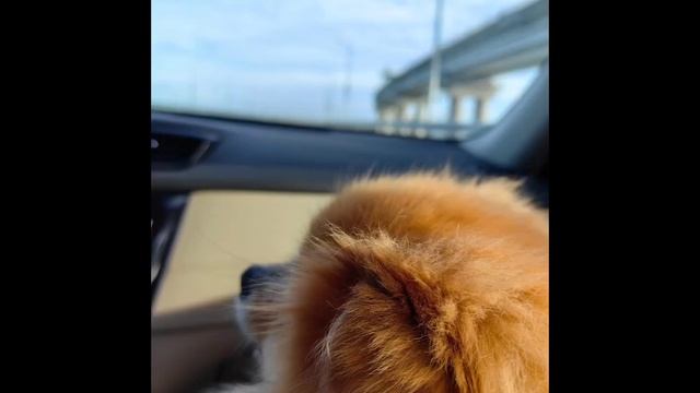 Привет от нашего выпускника, питомник Elite Pets?Ну красавчик же.В продаже есть замечательные детки смотреть онлайн