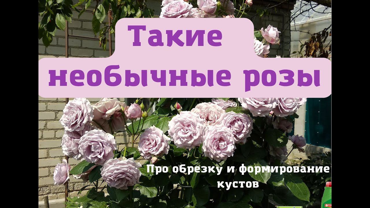 Беседы о розах. Каких размеров бывают флорибунды и чайногибридные розы. смотреть онлайн