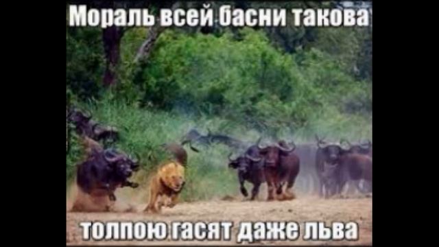 Смешные мемы про тигров и львов смотреть онлайн