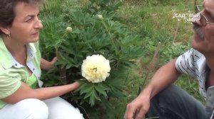 Желтый пион Бартзелла  Особенности ухода. Сайт "Садовый мир"