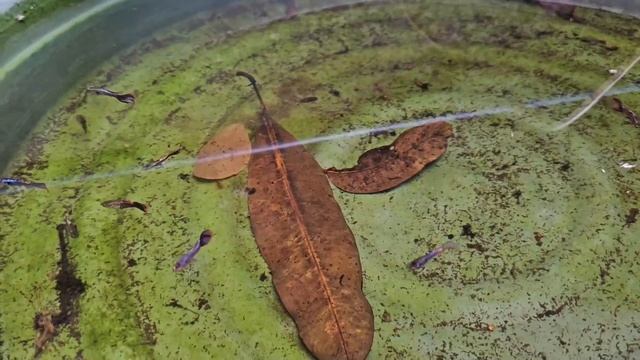Guppy Farm Tour | Part 1 смотреть онлайн