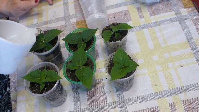 Черенкование сальвии , результат укоренения, высадка в грунт. смотреть онлайн