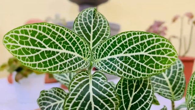 Episode 2: Fittonia / Nerve Plant смотреть онлайн