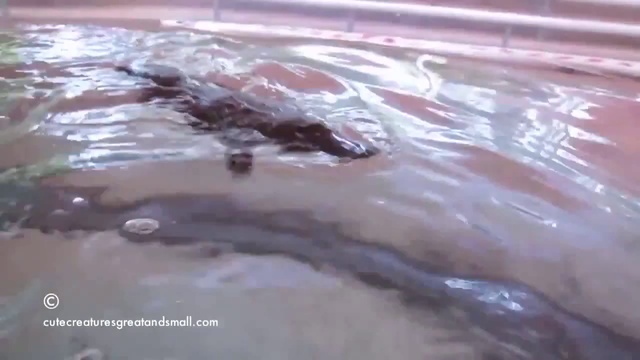 Зачем дельфинарий когда есть утконосарий_ смотреть онлайн