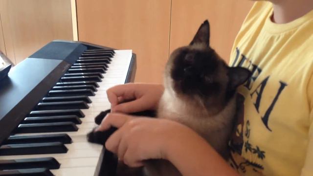 Кот Моцарт смотреть онлайн