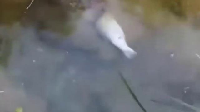 самые загадочные животные смотреть онлайн