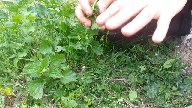 Пчеловодство. Чтобы пчелы не жалили. смотреть онлайн