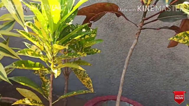 Croton Plant Care and Growing Tips смотреть онлайн