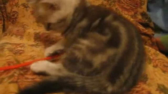 Наша британская мраморная кошечка смотреть онлайн