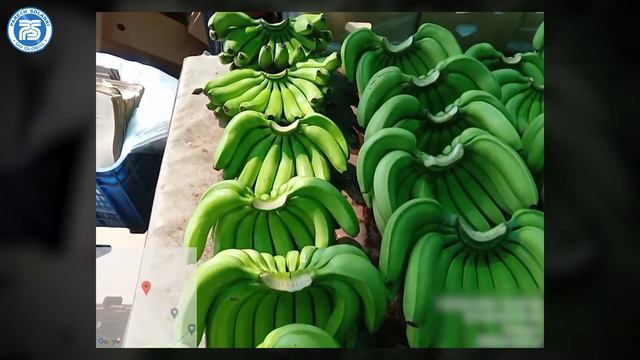 Banana Export Packing | Fruits & Vegetables Export | Export Import Business