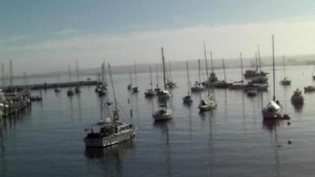 монтерей. залив (пищат котики) смотреть онлайн