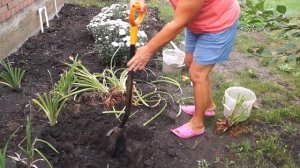 Как посадить лилейник в грунт.Посадка лилейника.