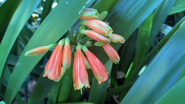 垂笑君子兰/石蒜科 /南非Clivia nobilis Lind смотреть онлайн