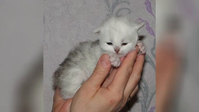 3 й помет Каси Две девочки, Грейс и Галатея, и мальчики Мишка и Дарсик Грейс одна вислоушка смотреть онлайн