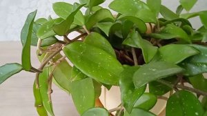 Секреты цветения хойи воскового плюща  #комнатныерастения#хойя#восковойплющ#