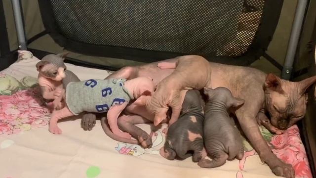 So Cute Sphynx Cats - Sphynx Kitten смотреть онлайн