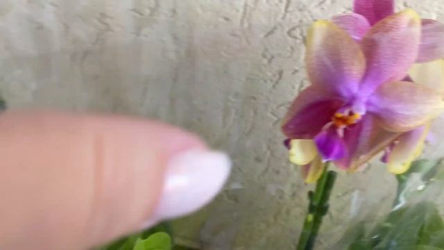 У меня новая орхидея бабочка Лиодоро и не орхидея Бантик!) смотреть онлайн