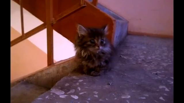 Бездомные кошки смотреть онлайн