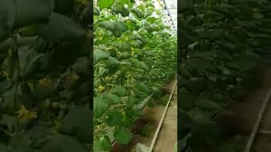 F1. Кураж.  Агро Азия. Гавриш-Казахстан.