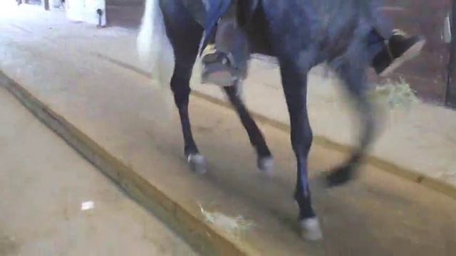 Edwin Paso Fino Horses For Sale