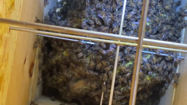 Японский улей жизнь внутри - Japanese hive inside - 179 смотреть онлайн