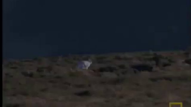 Охота беркута смотреть онлайн