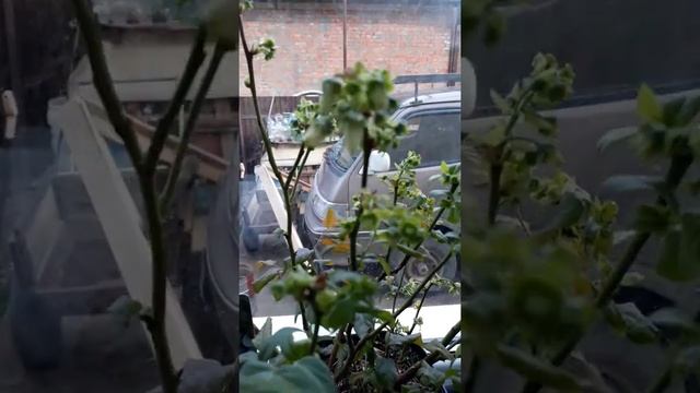 Голубика Чендлер цветение смотреть онлайн