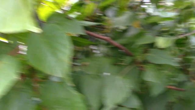 Актинидия коломикта.,за и против.От чего зависит плодоношение? смотреть онлайн