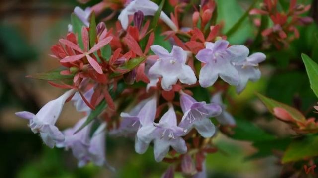 Абелия (Abelia)