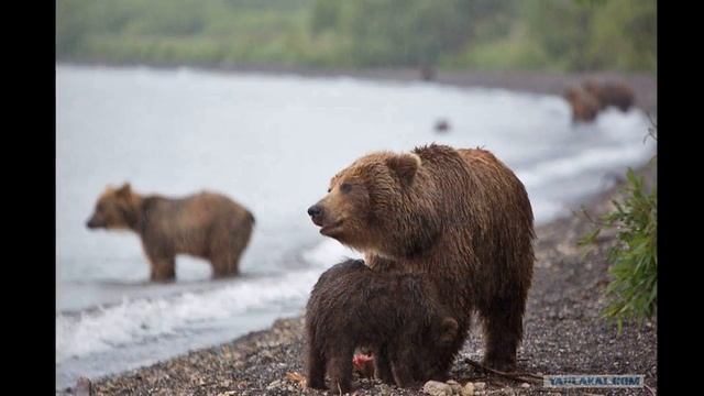 Камчатка - одно из самых красивых мест на нашей планете смотреть онлайн