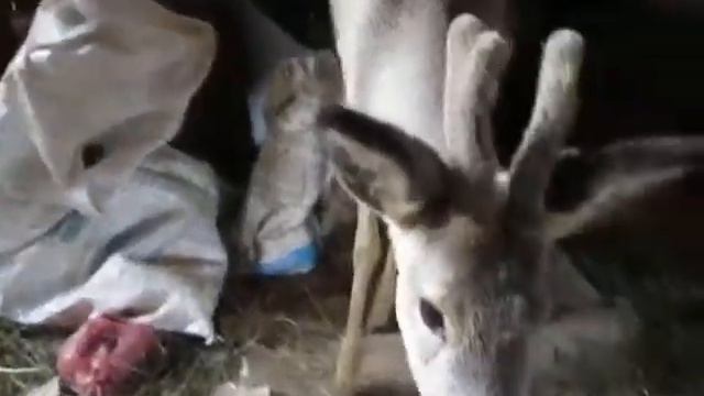 Косуля Карпат домашняя смотреть онлайн