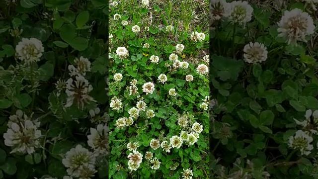 Украшения из натуральных камней. Браслет с бирюзой.??? смотреть онлайн