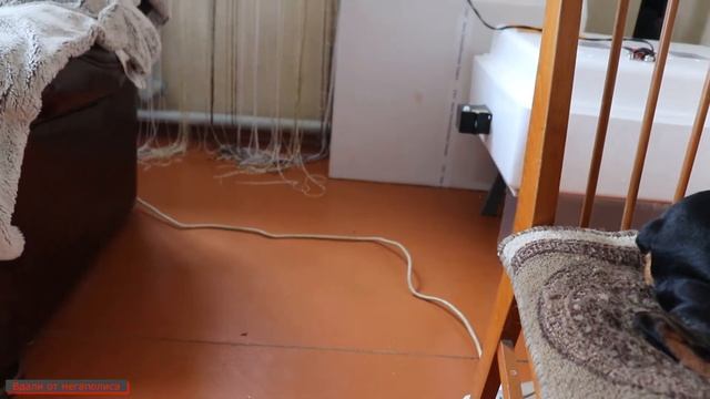 О инкубации перепела и о цыплятах Австралорп, Леггорн лаванда. смотреть онлайн