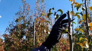 Обрезка груши от А до Я.Чашеобразная обрезка.