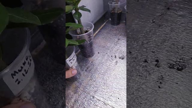 Адениум из семян. Грунт для адениума на сезон весна-осень смотреть онлайн