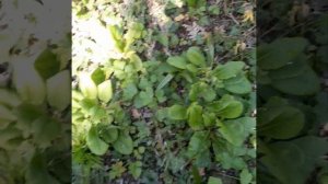 Растения Кубани