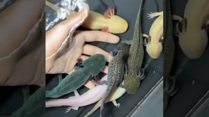 Какого цвета бывают аксолотли