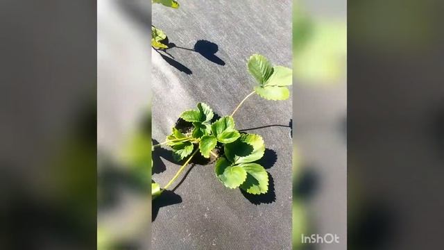 Клубника в Воронежской области. смотреть онлайн
