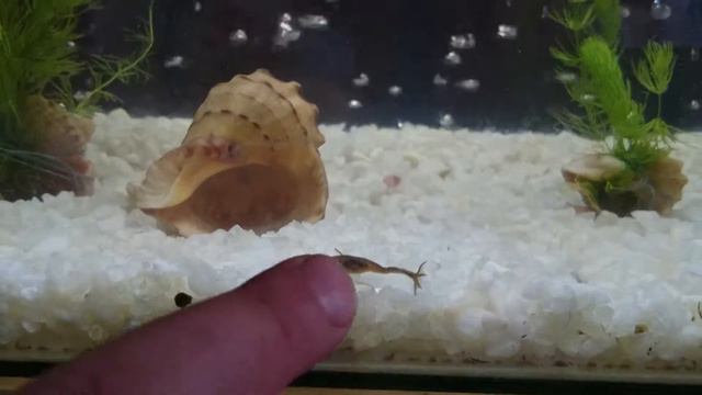 Аквариум 35 литров смотреть онлайн