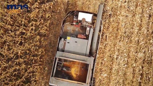 Засухоустойчивый гибрид МАС 34.Б: какой потенциал в Ставропольском крае? смотреть онлайн