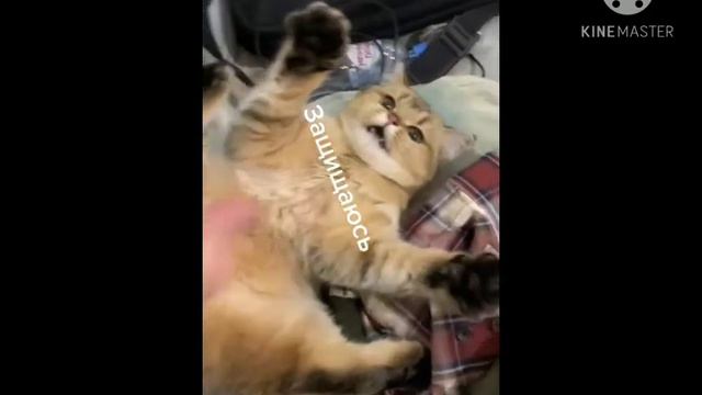 котики из тик cat (кто понял тот понял) смотреть онлайн