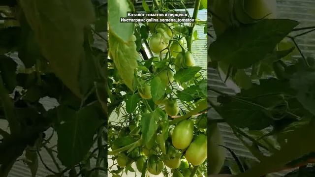 ТОМАТ "СЛИВКА БЕНДРИКА ЖЁЛТАЯ"☀️☀️☀️ смотреть онлайн