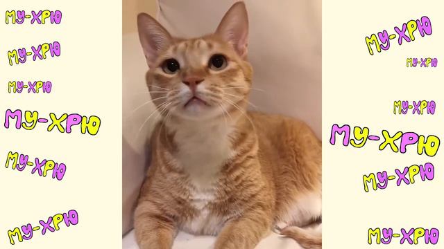 Cute Baby Animals Dogs And Cats | СМЕШНЫЕ ЖИВОТНЫЕ 2020 | Baby Animals | Веселые котята #14 смотреть онлайн