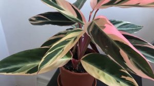 Калатея Строманта Триколор