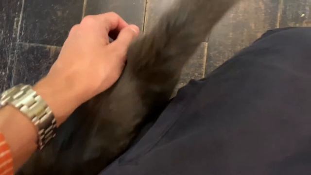 Kafe kucing di Moskow| Bermain dan adopsi| Котики и люди - котокафе в Москве| Приют для котов Москв смотреть онлайн